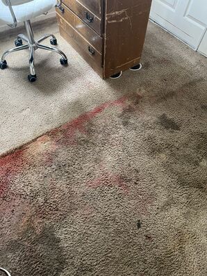 Carpet Cleaning Services in Fort Logan, CO (1)