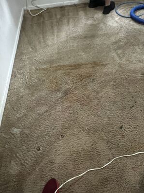 Carpet Cleaning Services in Fort Logan, CO (3)